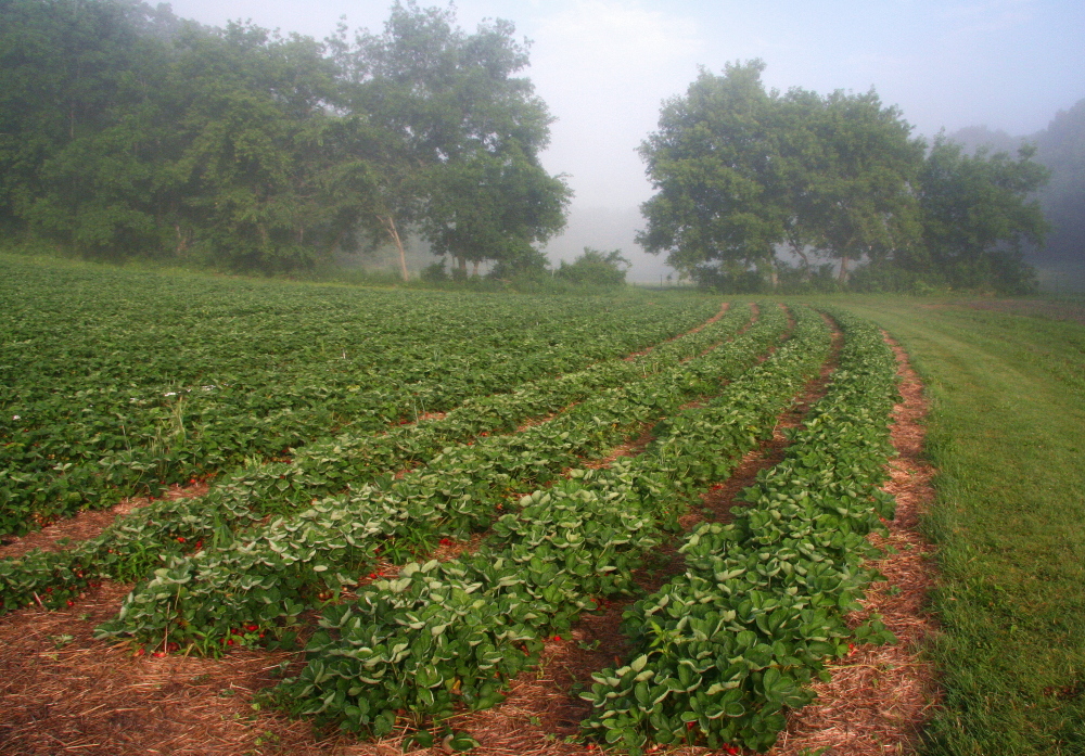 buresberrypatch1
