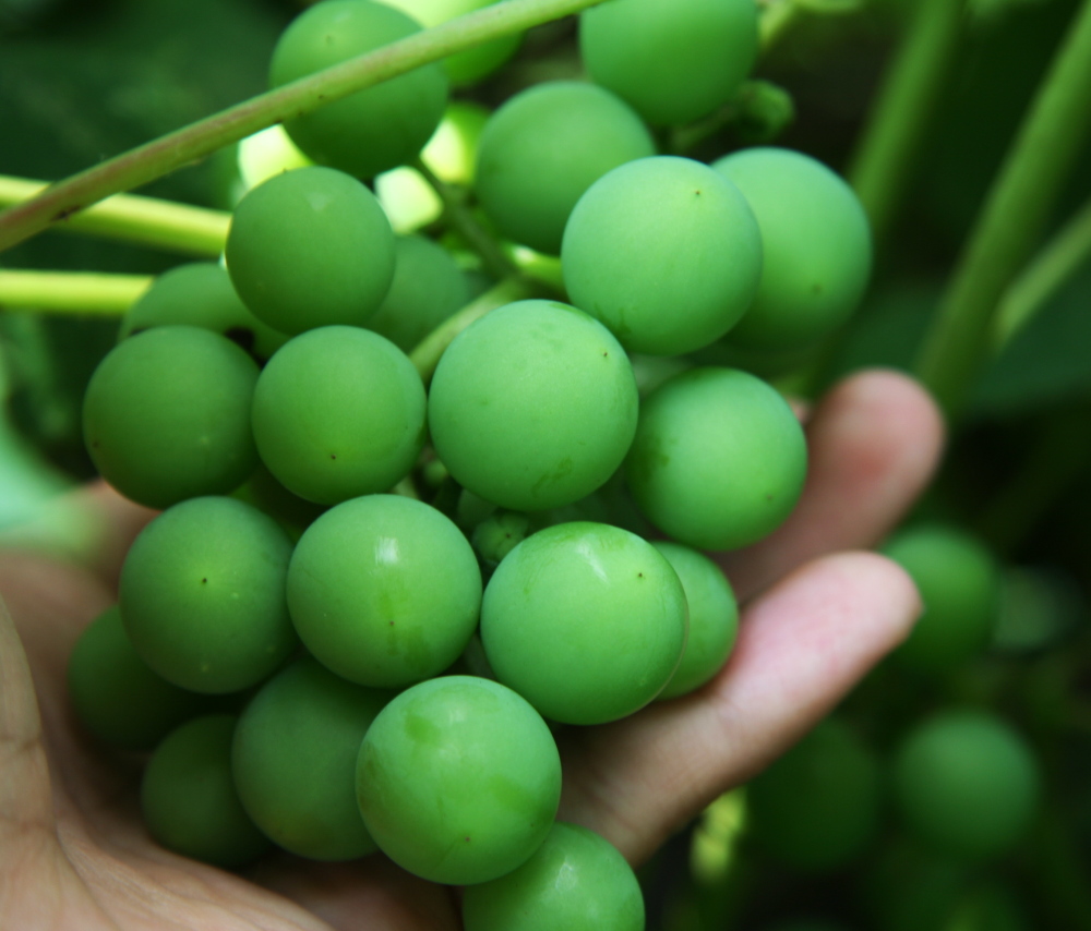 grapes