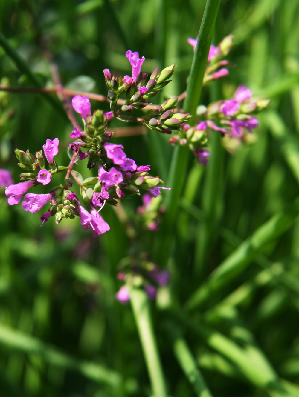 oreganoandchives