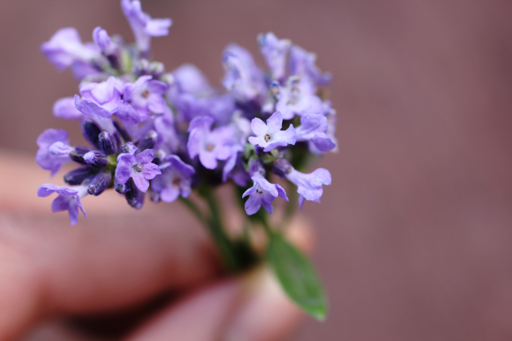 lavenderbouquet